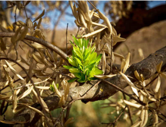 Memorie vive Memorie vive